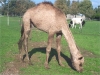 Animals grazing.jpg